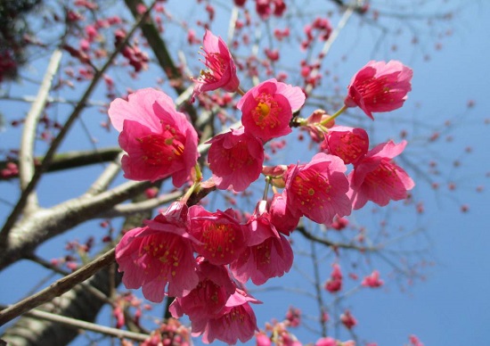 Hoa-anh-dao-Kanhi-Zakura