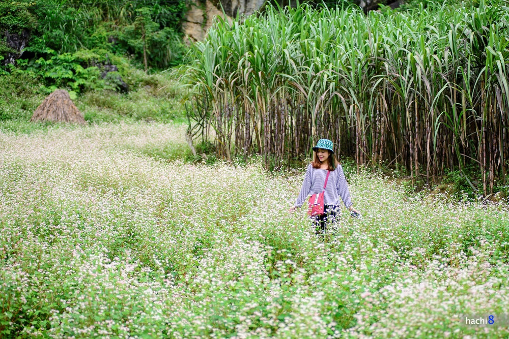 thung lũng hoa tam giác mạch