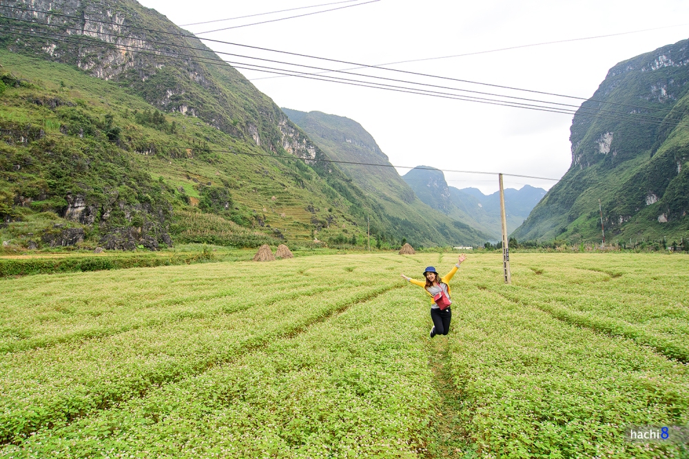 đồi hoa tam giác mạch