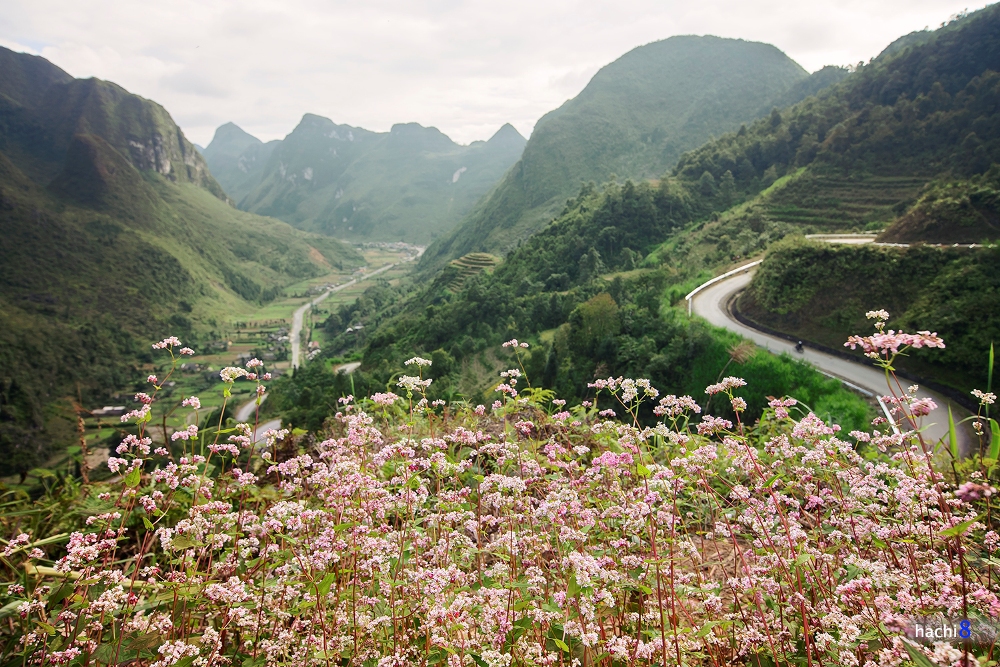 Hà giang mùa hoa tam mạch