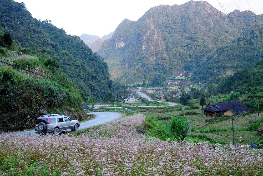 ruộng hoa tam giác mạch