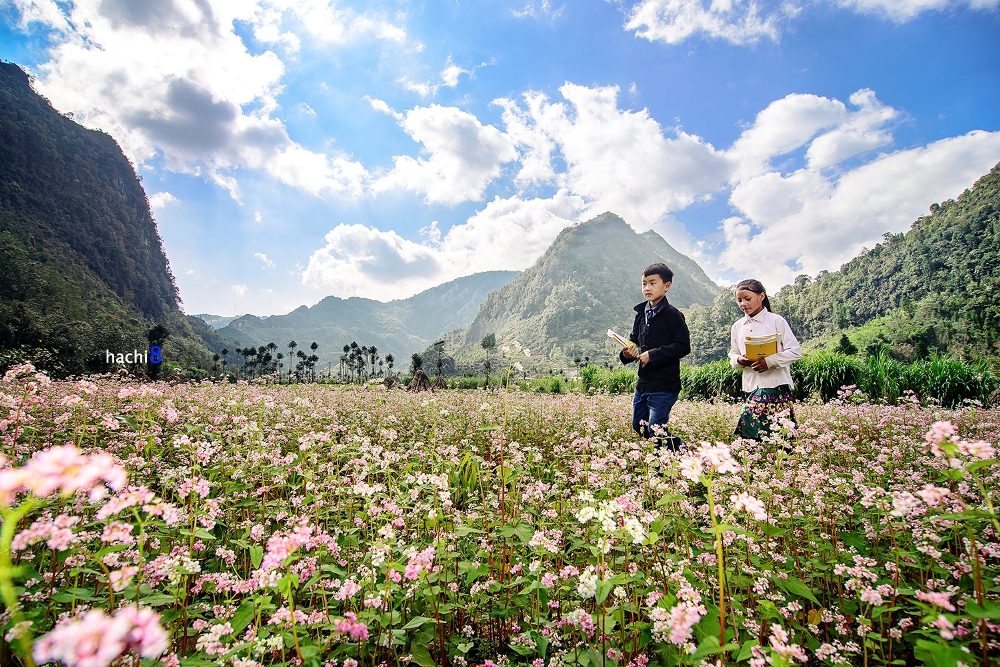 Màu hoa tam giác mạch tuyệt đẹp