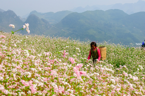 lễ hội hoa tam giác mạch ở Hà Giang - Ảnh: Hachi8