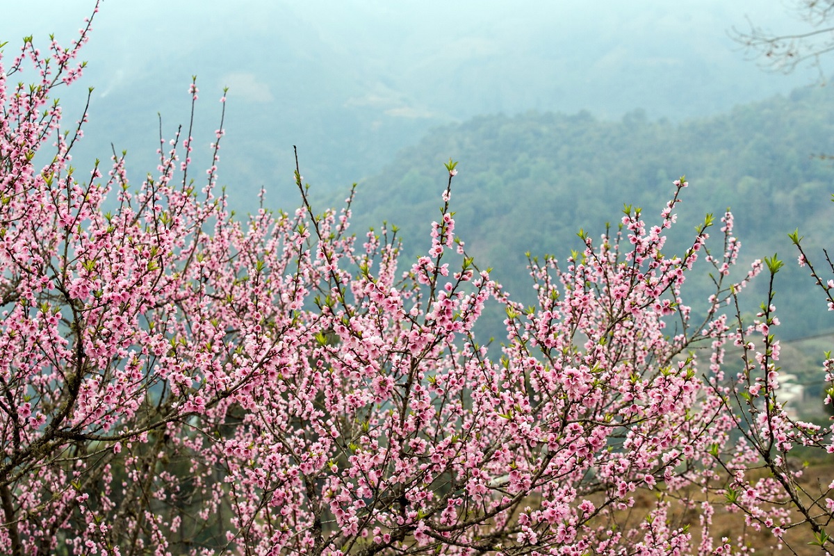 mua-hoa-xuan-tay-bac 6 1