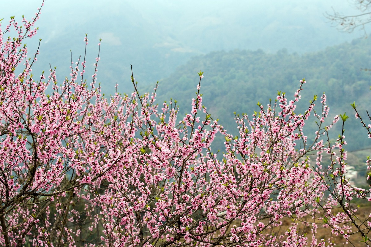 mua-hoa-xuan-tay-bac 6 1